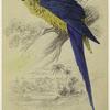 Macrocercus ararauna, blue and yellow maccaw [ie. macaw]