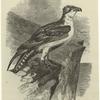 Osprey, Pandion haliáëtus