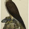 Osprey or fish-hawk