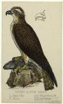 Osprey or fish-hawk