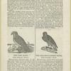 The fish hawk, Falco haliaetus, Savig ; The red-shouldered hawk, Falco lineatus, gmel