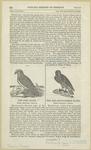 The fish hawk, Falco haliaetus, Savig ; The red-shouldered hawk, Falco lineatus, gmel