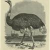 Ostrich--Strúthio Camelus