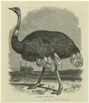 Ostrich--Strúthio Camelus