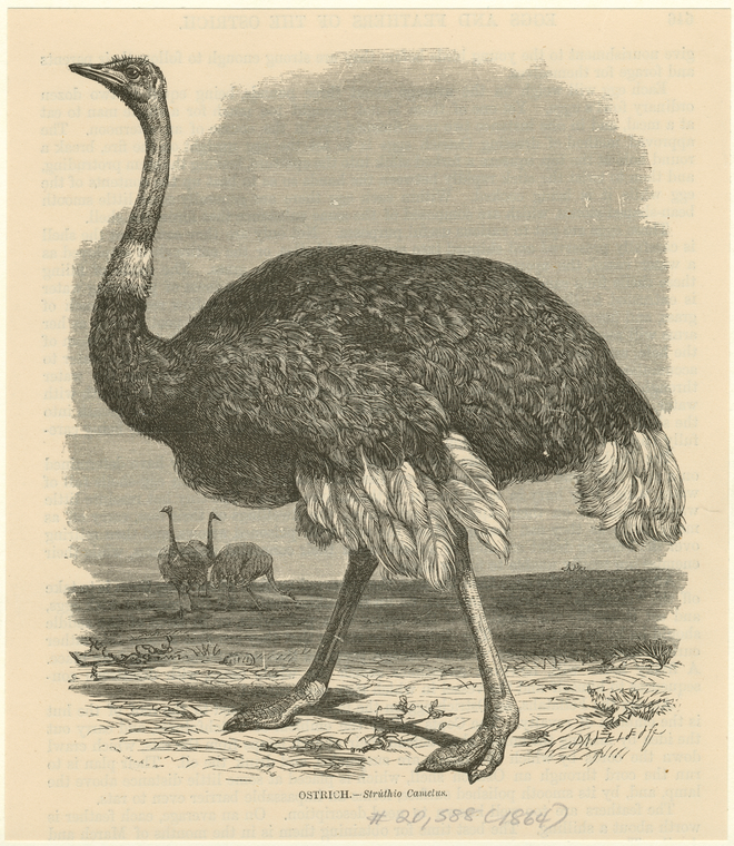 Ostrich--Strúthio Camelus - NYPL Digital Collections