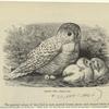 Snowy owl, Nyctea nivea