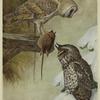 Barn owl, Aluco pratincola (Bonaparte) ; Long-eared owl, Asio wilsonianus (Lesson)