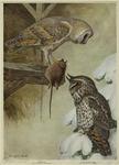 Barn owl, Aluco pratincola (Bonaparte) ; Long-eared owl, Asio wilsonianus (Lesson)