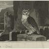 Owl by a castle
