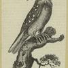 The supercilious owl
