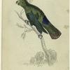 Purple-tailed parrakeet