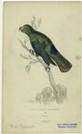 Purple-tailed parrakeet