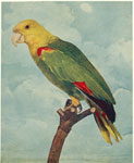 Double yellow-headed parrot