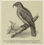 Extinct Phillip-Island parrot (Nestor productus)