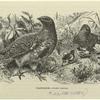 Partridge -- Perdix cinereus