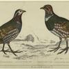 Large-footed partridge (female) ; Large-footed partridge (male)
