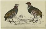 Large-footed partridge (female) ; Large-footed partridge (male)