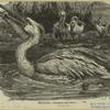 Pelican -- Pelecánus onocrótalus