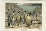 Giant penguins