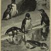Group of black-footed penguins