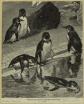 Group of black-footed penguins