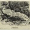 Silver pheasant (one-fifth natural size)