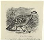 Native pheasant -- Leipoa ocelláta