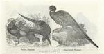 Golden pheasant ; Ring-necked pheasant