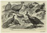 Indian pheasants in the gardens of the zoological society, Regent's Park