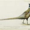 The Mongolian or ring-necked pheasant (Phasius torquatus)