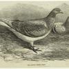 The Antwerp carrier pigeon