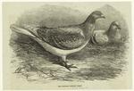 The Antwerp carrier pigeon