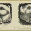 Perfect turbit head, peak-crested ; Faulty head, showing long beak, long skull, bad crest, and no gullet