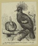 The Victoria crowned pigeons (Goura victoriae), 1/5 nat. size