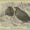 Nicobar pigeon -- calloenas nicobarica
