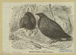 Nicobar pigeon -- calloenas nicobarica