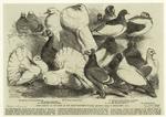 Prize pigeons at the show of the Philo-Peristeron Society, recently held in Freemasons' Hall