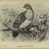 Abyssinian walia pigeon