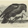 Raven -- Corvus corax