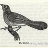 The robin