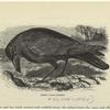 Rook - corvus frugilegus