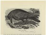 Rook - corvus frugilegus