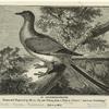 Passenger-pigeon