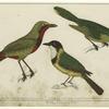 Green thrush-shrike ; Bacbakiri shrike ; White-throated thrush-shrike
