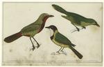 Green thrush-shrike ; Bacbakiri shrike ; White-throated thrush-shrike