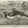 Magpie-larks of Australia, recently added to the Royal Zoological Society's collection in their gardens, Regent's Park