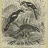 Woodchat shrike -- Enneoctonus rufus