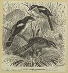 Woodchat shrike -- Enneoctonus rufus