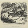 Common snipe -- Gallinágo média ; Jack snipe -- Gallinágo gallinula