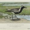 The black-bellied plover (Squatarola squatarola)